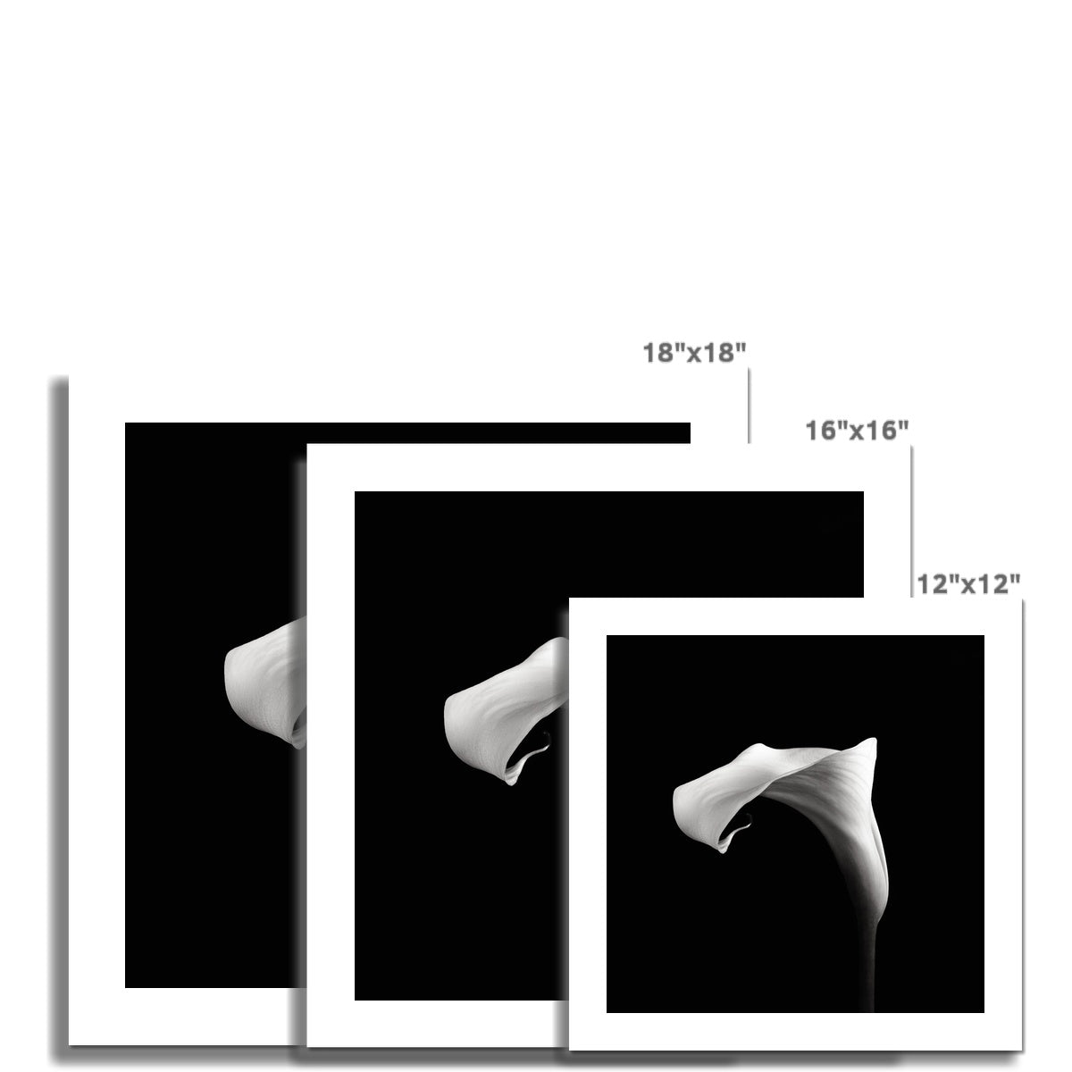 Calla VI C-Type Print