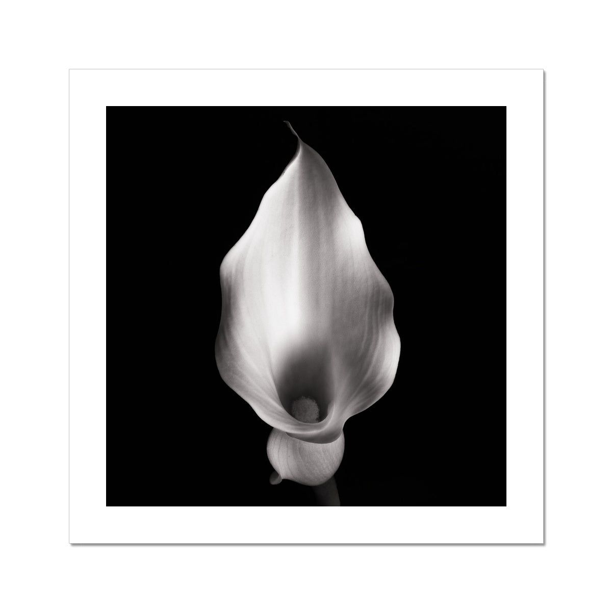 Calla IV C-Type Print
