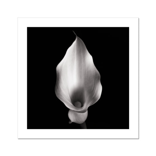 Calla IV C-Type Print