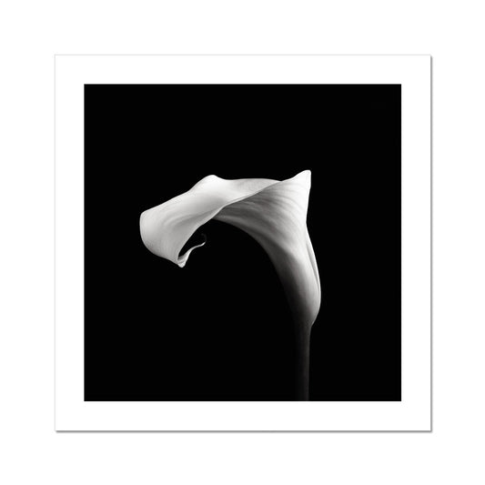 Calla VI C-Type Print