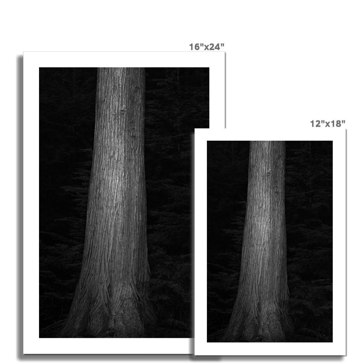 Tree Trunk #4 Hahnemühle Photo Rag Print