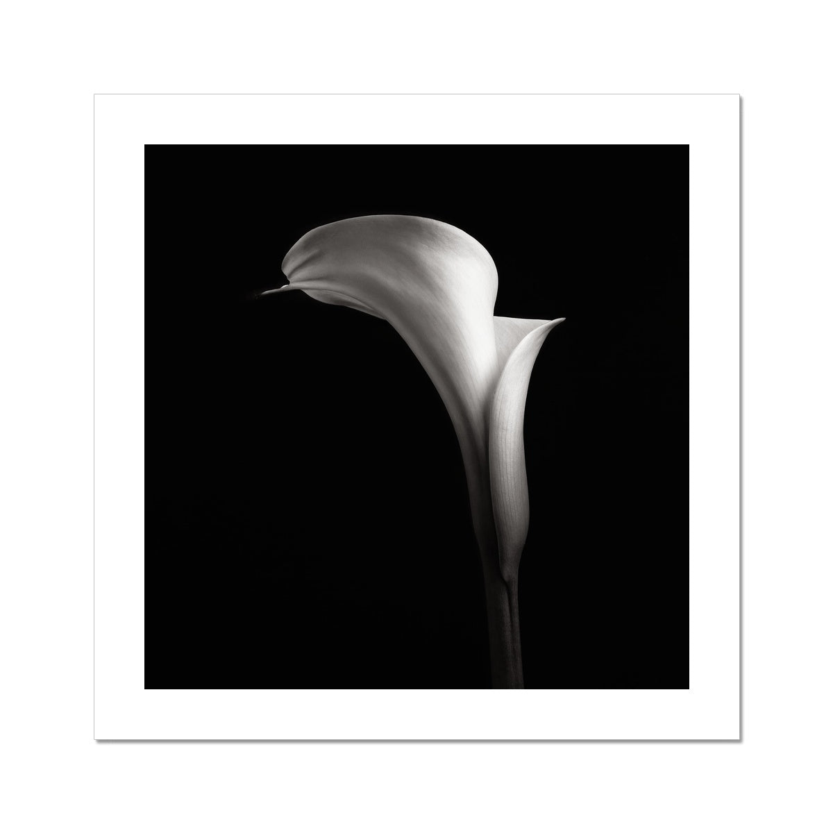 Calla V C-Type Print