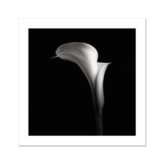 Calla V C-Type Print