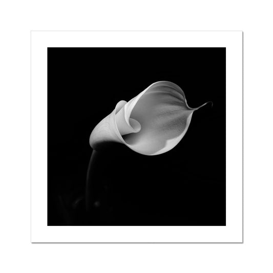 Calla II C-Type Print