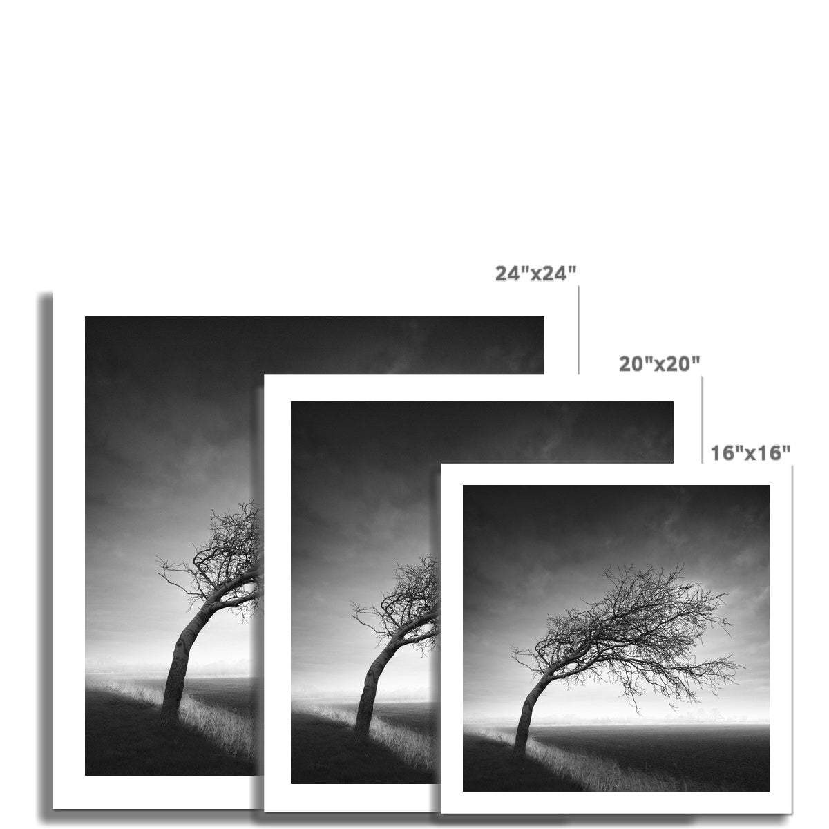 Bent Tree Hahnemühle Photo Rag Print