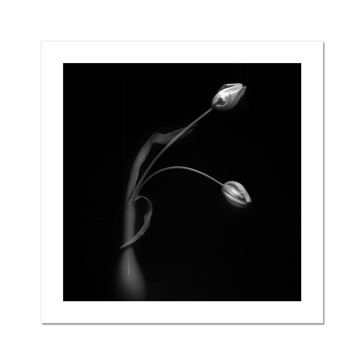 French Tulips I C-Type Print