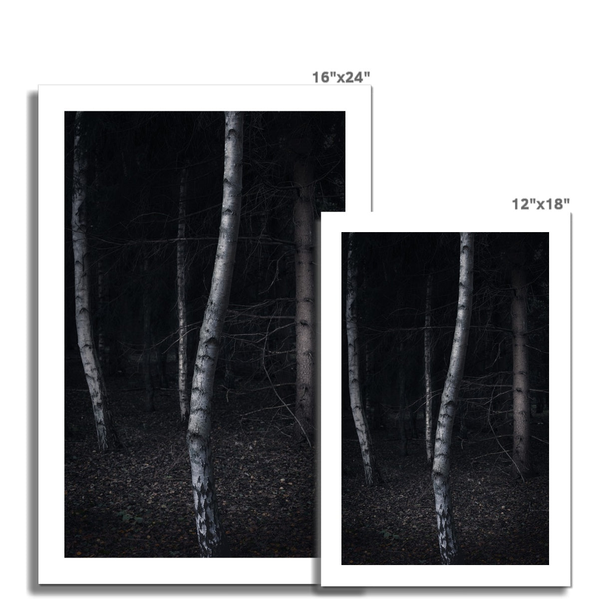 Woods During Dusk Hahnemühle Photo Rag Print