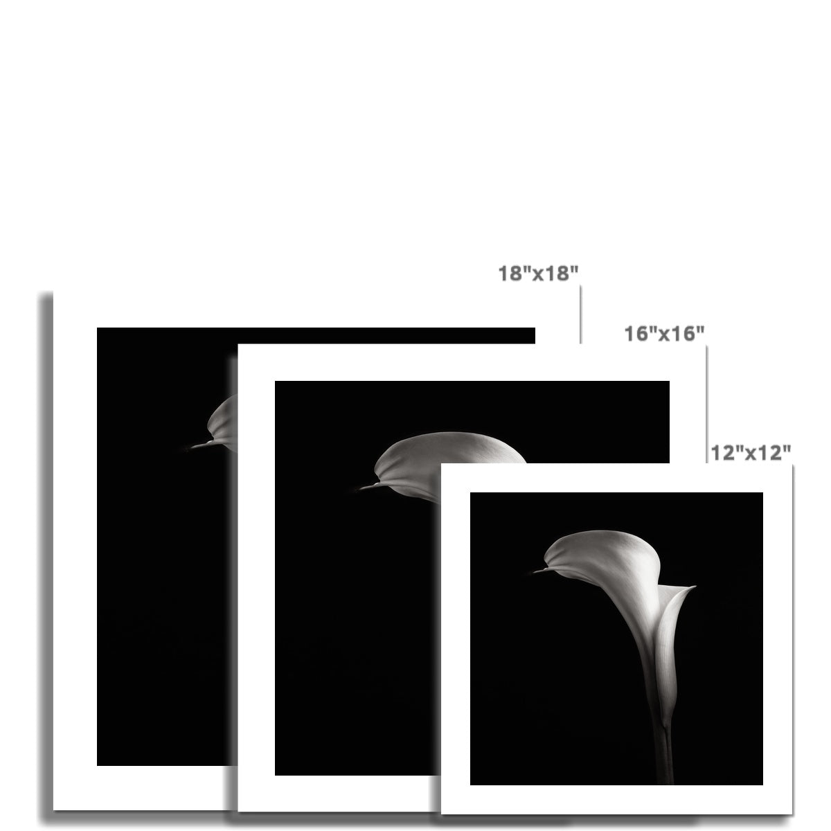 Calla V C-Type Print