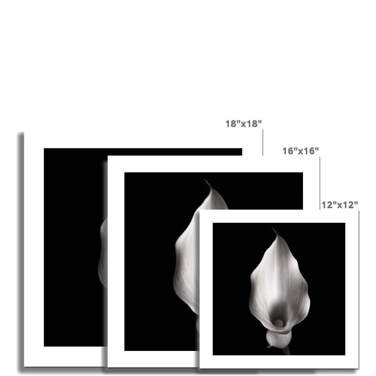 Calla IV C-Type Print