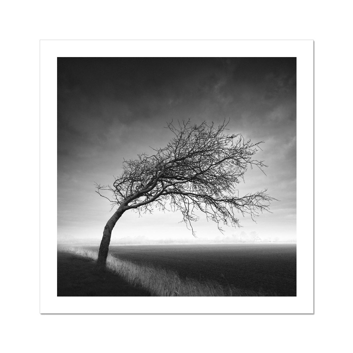 Bent Tree Hahnemühle Photo Rag Print