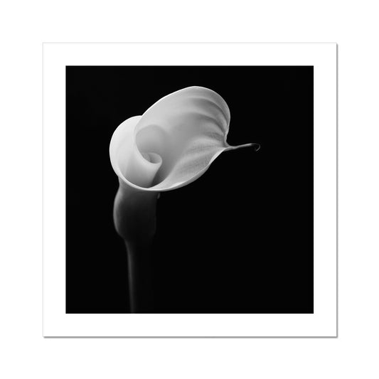 Calla I C-Type Print