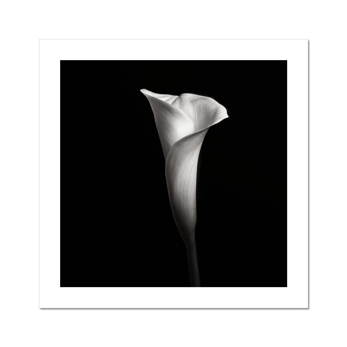 Calla III C-Type Print