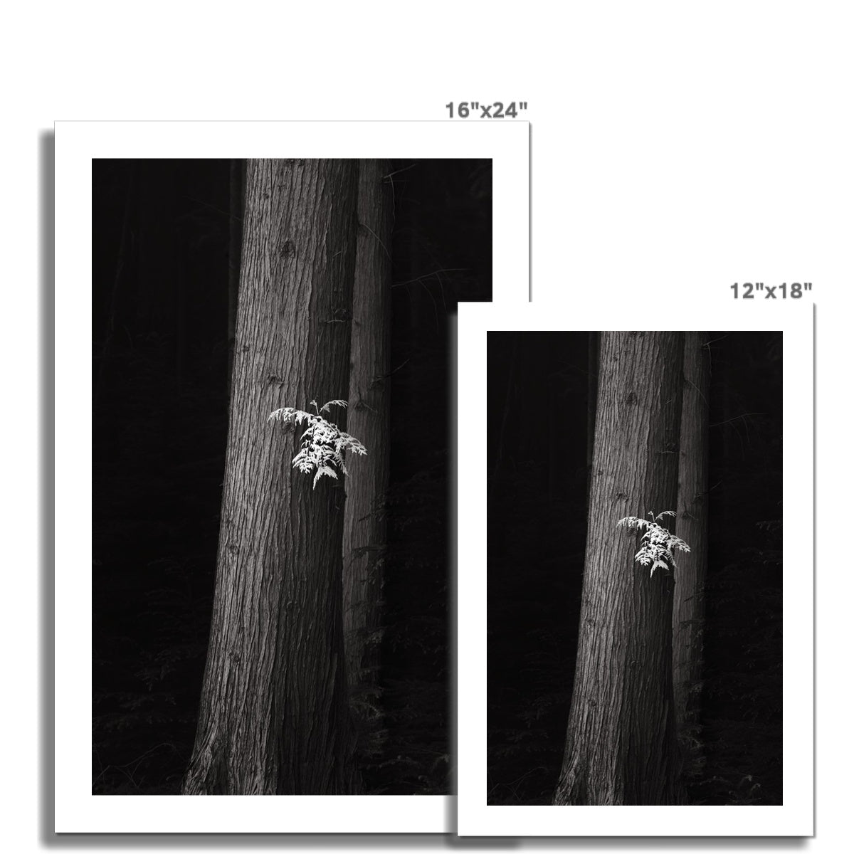Tree Trunk #1 Hahnemühle Photo Rag Print