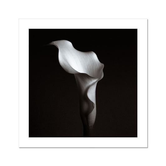 Calla VII C-Type Print