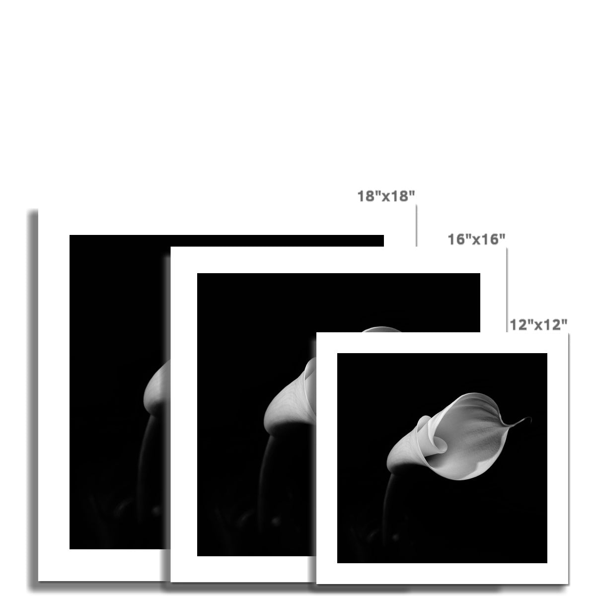 Calla II C-Type Print