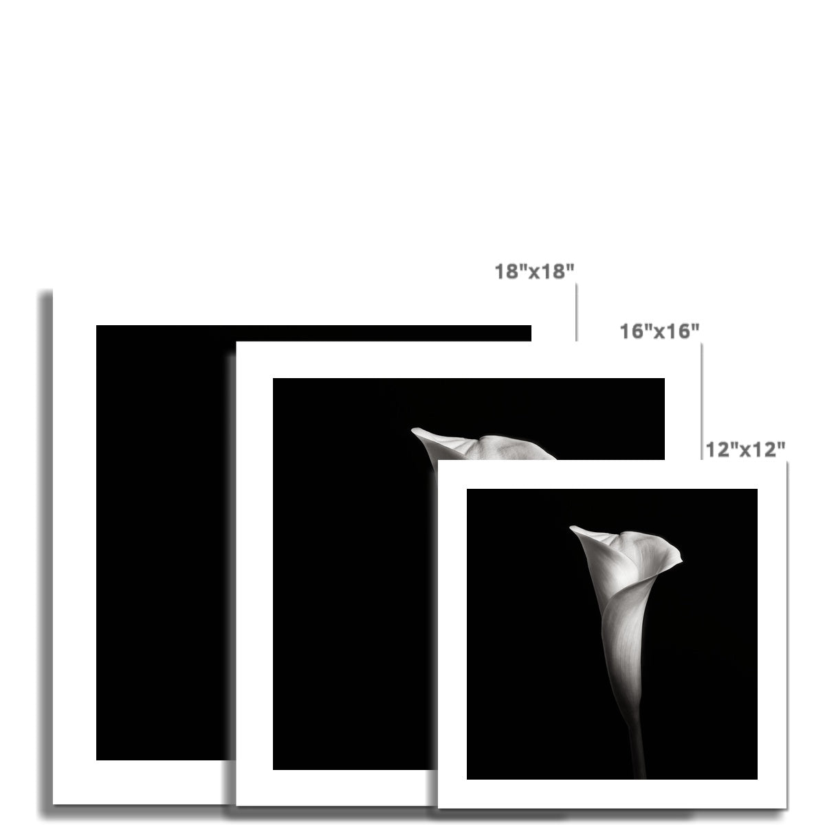 Calla III C-Type Print