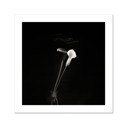 Calla Lilies – 2018 C-Type Print
