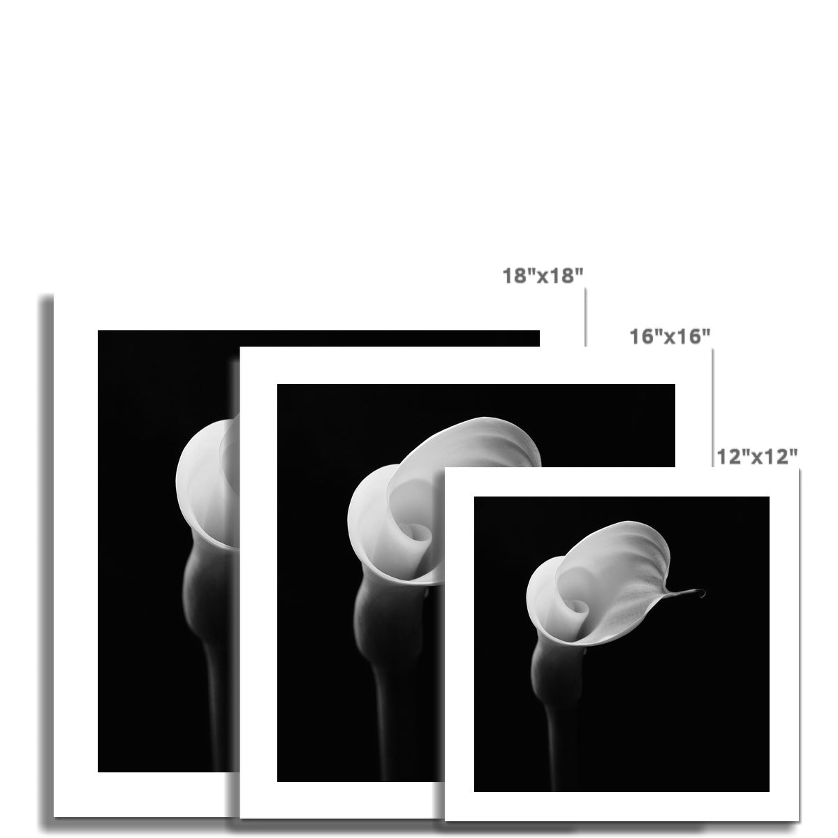 Calla I C-Type Print