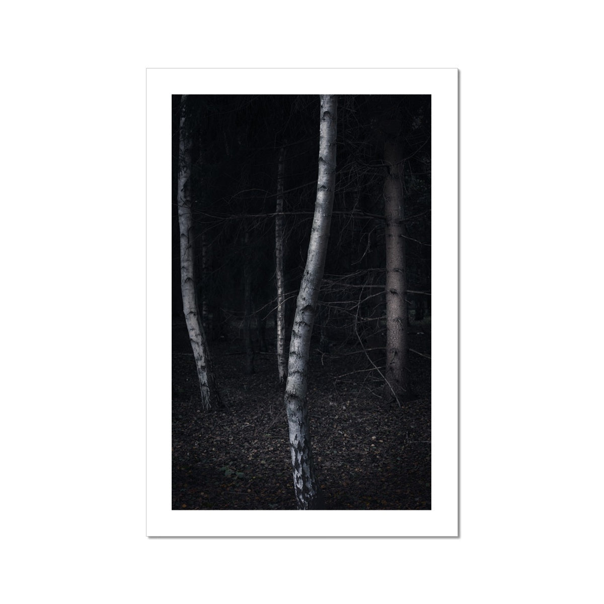 Woods During Dusk Hahnemühle Photo Rag Print