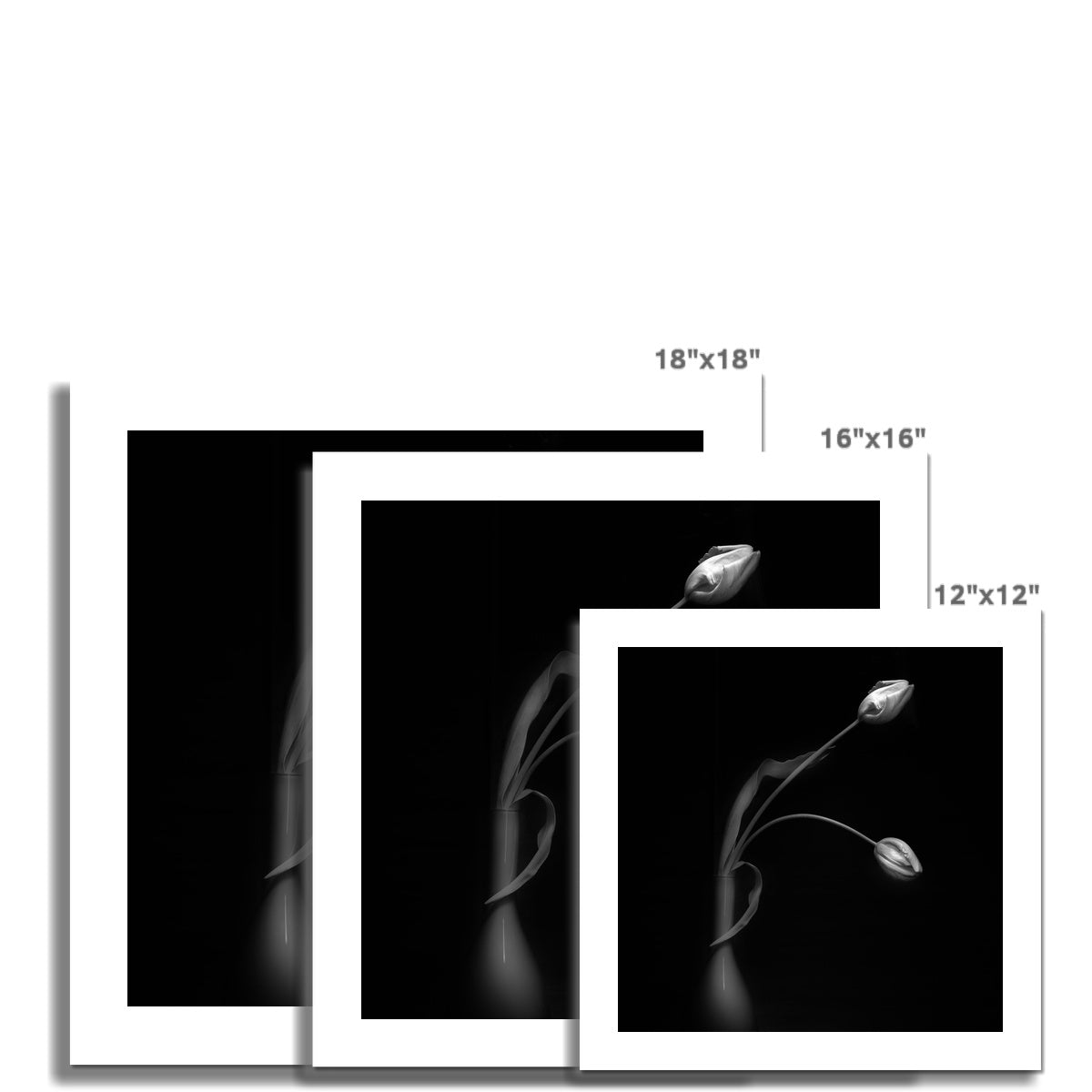 French Tulips I C-Type Print