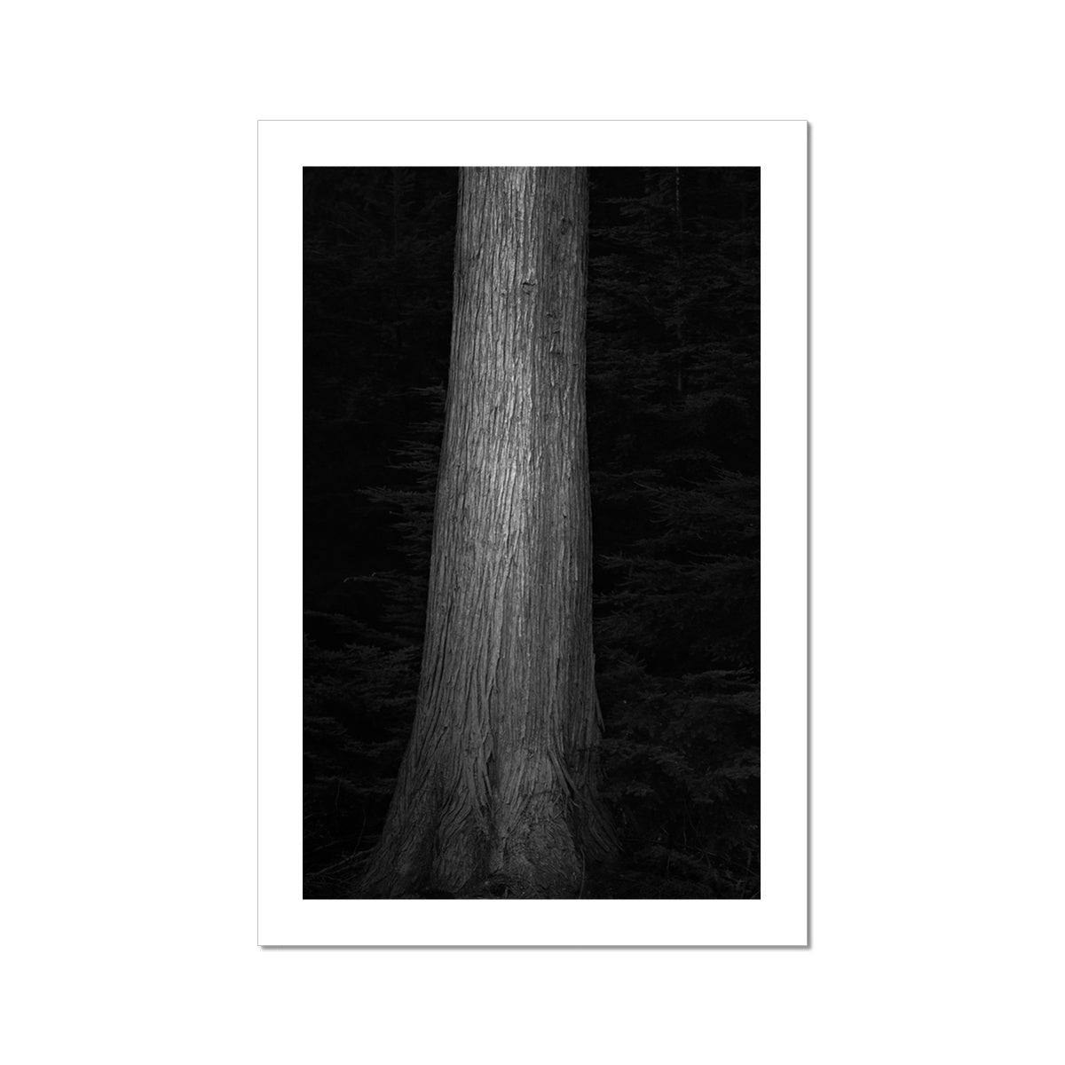 Tree Trunk #4 Hahnemühle Photo Rag Print