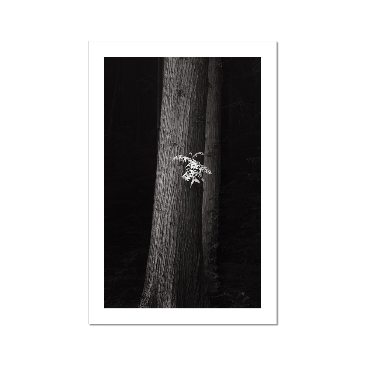 Tree Trunk #1 Hahnemühle Photo Rag Print