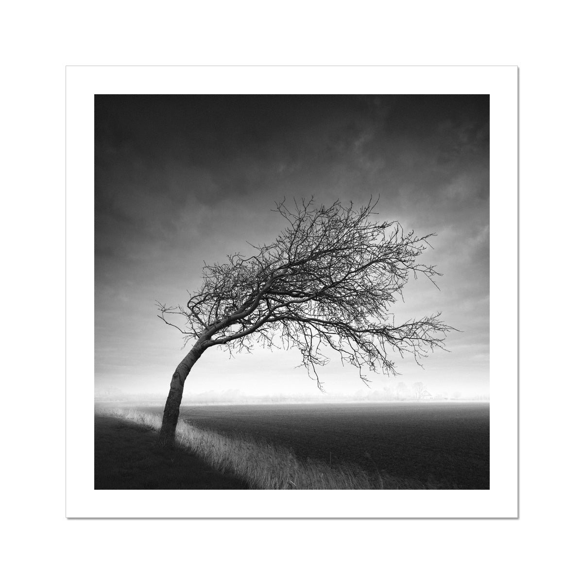 Bent Tree Hahnemühle Photo Rag Print