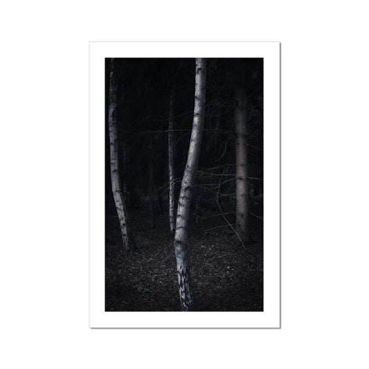 Woods During Dusk Hahnemühle Photo Rag Print