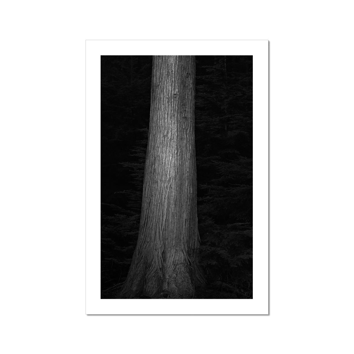 Tree Trunk #4 Hahnemühle Photo Rag Print